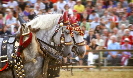 Urlaub Deutschland Reisen - Hengstparade Moritzburg