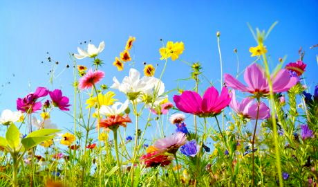 Bundesgartenschau Erfurt – Ein Meer aus Farben Bundesgartenschau Erfurt – Ein Meer aus Farben