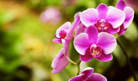 Urlaub Deutschland Reisen - Messe „Dresdner Ostern“ mit Orchideenschau