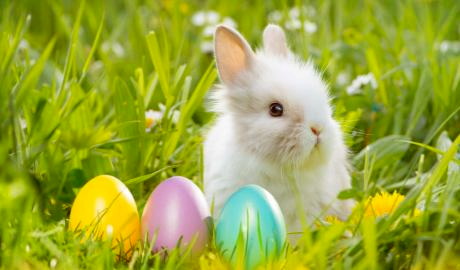 Urlaub Deutschland Reisen - Auf zum Osterhasen!  Der Rosenwirt in Winkel