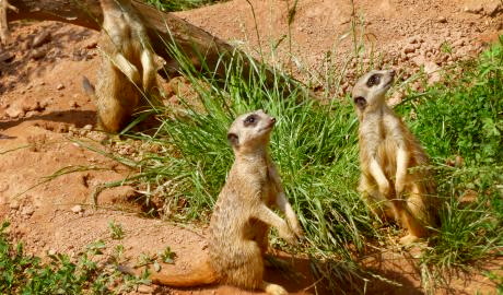 Urlaub Deutschland Reisen - Zu Besuch im  Zoo Leipzig
