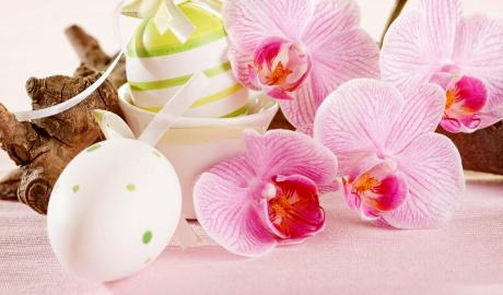 Urlaub Deutschland Reisen - Messe „Dresdner Ostern“ mit internationaler Orchideenwelt
