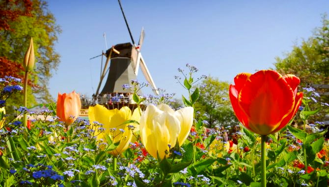 Urlaub Niederlande Reisen - Zur Tulpenblüte nach Holland
