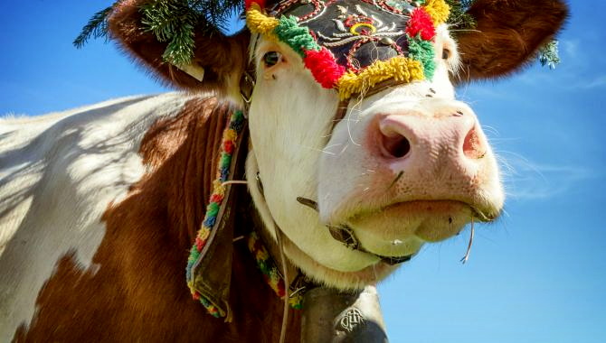 Urlaub Italien Reisen - Pustertaler Almabtrieb im schönen Südtirol