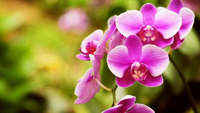 Urlaub Deutschland Reisen - Messe „Dresdner Ostern“ mit internationaler Orchideenwelt