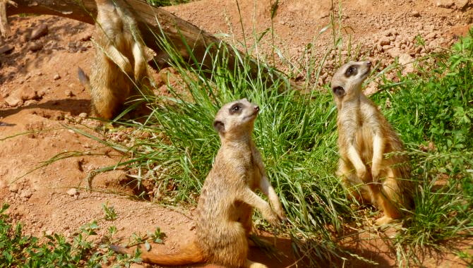 Urlaub Deutschland Reisen - Zu Besuch im  Zoo Leipzig